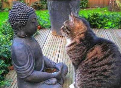 buddha e il gatto