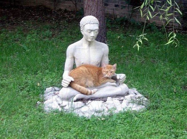 Buddha_gatto