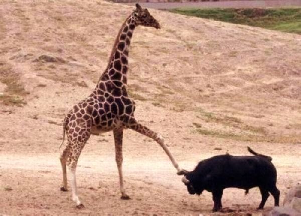 giraffe-self-defense