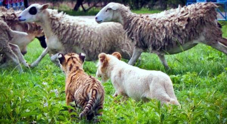 Tiger Sheep